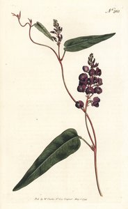 Caulinia bimaculata（紫甘氨酸，Glycine bimaculata）。 在伦敦威廉柯蒂斯植物学杂志的 Sydenham Edwards 插图后，Sansom 手工雕刻的铜版画 作者 西德纳姆·泰斯特·爱德华兹