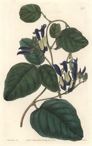 Caulinie noiratre，原产于澳大利亚--S. Watts strong water，来自Sarah Anne Drake（1803-1857）的插图，出自《植物志》。 作者 西德纳姆·泰斯特·爱德华兹
