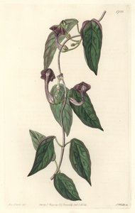 Ceropegia elegant，原产于印度--S. Watts根据Sarah Anne Drake（1803-1857）的插图创作的强水，来自《植物志》。 作者 西德纳姆·泰斯特·爱德华兹