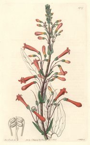 Chelone（或 Galane）具有缬草叶，原产于加利福尼亚 - S. Watts 强水来自植物名录的 Sarah Anne Drake (1803-1857) 插图 作者 西德纳姆·泰斯特·爱德华兹