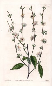 樱桃树--S.Watts的刻板，出自莎拉-安妮-德雷克（1803-1857）的插图，出自英国西登纳姆-爱德华兹（1768-1819）的植物学登记册。 作者 西德纳姆·泰斯特·爱德华兹