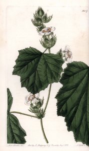 栗子藤--S.Watts雕刻的图版，出自莎拉-安妮-德雷克（1803-1857）的插图，出自英国西登纳姆-爱德华兹（1768-1819）的植物学登记册。 作者 西德纳姆·泰斯特·爱德华兹