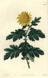 中国洋甘菊或印度菊花--双黄印度菊花，Chrysanthemum indicum var. plenum。S. Watts根据J.T. Hart的插图进行的手绘铜版画，出自伦敦Ridgeway的Sydenham Edwards的植物志。