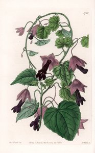 中国帽子 - S.Watts 雕刻的铭牌，来自 Sarah Anne Drake (1803-1857) 的插图，来自英国 Sydenham Edwards (1768-1819) 的植物名录 作者 西德纳姆·泰斯特·爱德华兹