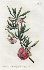 中国灯笼或尼曼尼亚--西登纳姆-爱德华兹（1768-1819）的石版画，来自威廉-柯蒂斯（1746-1799）的《植物学杂志》。 作者 西德纳姆·泰斯特·爱德华兹