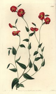 Chorizema ovatum（卵形的chorozema，Chorozema ovatum）。S. Watts根据Sydenham Edwards的《植物志》中Sarah Drake小姐的插图进行的手绘铜版画，Ridgeway，伦敦 作者 西德纳姆·泰斯特·爱德华兹