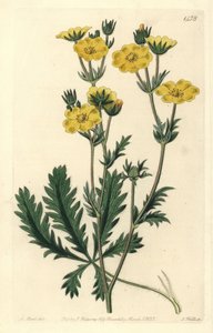 Cinquefoil Dressee - 锯齿状的 cinquefoil，Potentilla laciniosa。 来自伦敦里奇韦 Sydenham Edwards