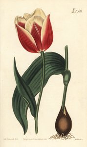 克拉蒙德郁金香，Tulipa suaveolens var. latifolia。Weddell根据Sydenham Edwards的植物插图进行的手绘铜版画，出自William Curtis的植物杂志，Samuel Curtis，伦敦 作者 西德纳姆·泰斯特·爱德华兹