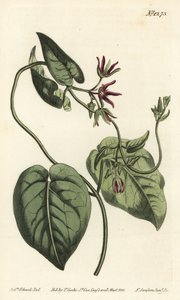 攀援的牛奶藤，Matelea obliqua（Virginian cynanchum，Cynanchum discolor）。F. Sansom Jr.根据Sydenham Edwards的插图进行的手绘铜版画，出自William Curtis的植物学杂志，T. Curtis，伦敦 作者 西德纳姆·泰斯特·爱德华兹
