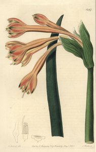 Clinanthus fulvus (Tawny coburgia, Coburgia fulva) 。S. Watts根据William Herbert的插图进行的手绘铜版画，出自Sydenham Edwards的《植物志》，伦敦Ridgeway。 作者 西德纳姆·泰斯特·爱德华兹