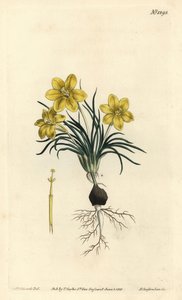 钟花， Moraea fugacissima (窄叶星系，Galaxia graminea)。 由 F. Sansom Jr. 手工彩色铜版雕刻，由来自伦敦 T. Curtis 威廉柯蒂斯植物学杂志的 Sydenham Edwards 绘制 作者 西德纳姆·泰斯特·爱德华兹