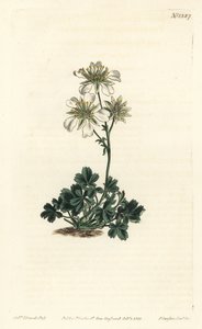 Clusius cinquefoil - Clusius cinquefoil, Potentilla clusiana。F. Sansom Jr.根据Sydenham Edwards的插图进行的手绘铜版画，出自William Curtis的植物学杂志，T. Curtis，伦敦 作者 西德纳姆·泰斯特·爱德华兹