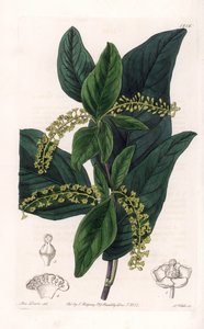 Coccoloba variete，原产于西印度群岛--由S.Watts雕刻，出自Sarah Anne Drake（1803-1857）的插图，出自英国Sydenham Edwards（1768-1819）的植物学登记册。 作者 西德纳姆·泰斯特·爱德华兹