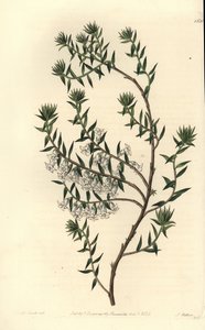 普通石楠，Epicris impressa (Snowy epacris, Epicris nivalis)。S. Watts根据Sydenham Edwards的《植物志》中Sarah Drake小姐的插图进行的手绘铜版画，Ridgeway，伦敦 作者 西德纳姆·泰斯特·爱德华兹