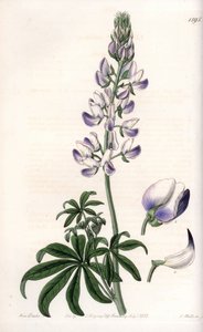 普通河岸羽扇豆--S.Watts的刻板，出自莎拉-安妮-德雷克（1803-1857）的插图，出自英国西登纳姆-爱德华兹（1768-1819）的植物学登记册