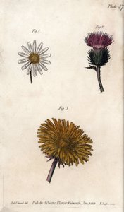 复合型花卉：前菜、驴皮蓟（或假的acanth onopordum）和蒲公英。彩色铜版画，由Sydenham Edwards（1768-1819）为兰贝斯植物园（英国）的植物学会议提供的插图。 作者 西德纳姆·泰斯特·爱德华兹