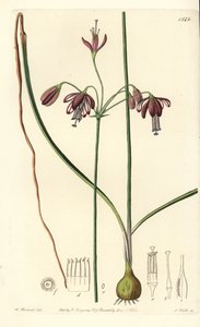 来自墨西哥的珊瑚或珊瑚滴 - 珊瑚滴，Bessera elegans (Hollow-leaved pharium, Pharium fistulosum)。 来自伦敦里奇韦 Sydenham Edwards