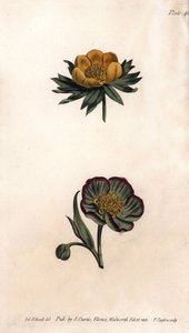 冬虫夏草（或鹤望兰或冬季乌头）和鹤望兰花瓣的花冠。彩色铜版画，由Sydenham Edwards（1768-1819）为兰贝斯植物园（英国）的植物学会议提供的插图。 作者 西德纳姆·泰斯特·爱德华兹