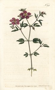 克里特Fagonia - 克里特Fagonia, Fagonia cretica。Sansom根据Sydenham Edwards的插图进行的手绘铜版画，伦敦William Curtis的植物学杂志。 作者 西德纳姆·泰斯特·爱德华兹