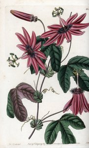 绯红的激情--S.Watts雕刻的图版，出自莎拉-安妮-德雷克（1803-1857）的插图，出自英国西登纳姆-爱德华兹（1768-1819）的植物学登记册。 作者 西德纳姆·泰斯特·爱德华兹
