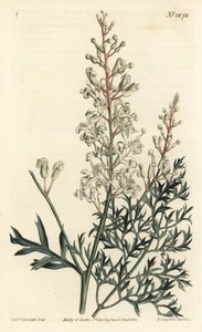 皱纹丛或丹参 - 皱纹丛或欧芹蕨（硫磺叶洛马提亚），Lomatia silaifolia。F. Sansom Jr.根据Sydenham Edwards的插图进行的手绘铜版画，出自William Curtis的植物学杂志，T. Curtis，伦敦 作者 西德纳姆·泰斯特·爱德华兹