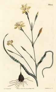 卷曲的叶子 Moraea，Moraea crispa。F. Sansom Jr.根据Sydenham Edwards的插图进行的手绘铜版画，出自William Curtis的植物学杂志，T. Curtis，伦敦 作者 西德纳姆·泰斯特·爱德华兹