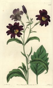 弯曲的Salpiglossis--彩舌，Salpiglossis sinuata（深紫色Salpiglossis，Salpiglossis atropurpurea）。S. Watts根据M. Hart的插图进行的手绘铜版画，出自伦敦Ridgeway的Sydenham Edwards《植物志》。 作者 西德纳姆·泰斯特·爱德华兹