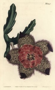 枕头状石竹，Stapelia pulvinata。F. Sansom Jr.根据Sydenham Edwards的插图进行的手绘铜版画，出自William Curtis的植物学杂志，T. Curtis，伦敦 作者 西德纳姆·泰斯特·爱德华兹