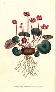 Cyclamen de Cos or Caucasus - 圆叶仙客来, Cyclamen coum.根据James Sowerby的植物学插图手工雕刻的铜版画，出自William Curtis的《植物学杂志》，伦敦Lambeth Marsh。 作者 西德纳姆·泰斯特·爱德华兹