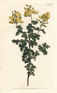 Cytisophyllum sessilifolium (Common cytisus, Cytisus sessilifolius) 。Sansom根据Sydenham Edwards的插图进行的手绘铜版画，出自William Curtis的植物杂志，伦敦 作者 西德纳姆·泰斯特·爱德华兹