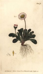 雏菊，Bellis perennis，Polygamia superflua。F.Sansom为威廉-柯蒂斯在兰贝斯植物园发表的植物学讲座提供的植物学插图的手绘铜版画，由Sydenham Edwards创作。 作者 西德纳姆·泰斯特·爱德华兹