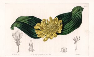 Daubenya Variete - S.Watts雕刻的图版，来自Sarah Anne Drake（1803-1857）的插图，出自英国Sydenham Edwards（1768-1819）的植物学登记册。 作者 西德纳姆·泰斯特·爱德华兹