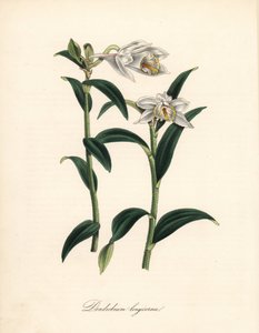 石斛变种 - 长角石斛兰，Dendrobium longicornu。抄自Sydenham Edwards的 "植物学登记"。C. Chabot的手绘锌版画，由M. A. Burnett小姐从她的 "Plantae Utiliores: or Illustrations of Useful Pla.