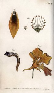 详细描述鸢尾花的茎和冠。彩色铜版画，由Sydenham Edwards（1768-1819）为兰贝斯植物园（英国）的植物学会议提供的插图。 作者 西德纳姆·泰斯特·爱德华兹