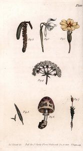 不同的圣杯：报春花、雪绒花、榛子、梭鱼、草、蘑菇和苔藓。彩色铜版画，由Sydenham Edwards（1768-1819）为兰贝斯植物园（英国）的植物学会议提供的插图。 作者 西德纳姆·泰斯特·爱德华兹