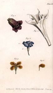 不同的花冠：颠茄、曼陀罗花、长春花和墙壁上的长春花。 彩色铜版画，由 Sydenham Edwards（1768-1819）为兰贝斯植物园（英格兰）植物园会议绘制的插图 作者 西德纳姆·泰斯特·爱德华兹