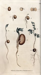 豌豆种子和普通豆子的不同发芽步骤。彩色铜版画，由Sydenham Edwards（1768-1819）为兰贝斯植物园（英国）的植物学会议提供的插图。 作者 西德纳姆·泰斯特·爱德华兹