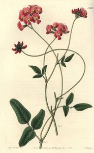 扩张的kennedya，Kennedya dilatata。S. Watts根据Sydenham Edwards的《植物志》中Sarah Drake小姐的插图进行的手绘铜版画，Ridgeway，伦敦 作者 Sydenham Teast Edwards