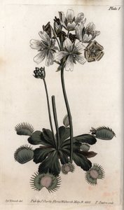 Dionee 捕捉苍蝇或狼陷阱。 彩色铜版画，由 Sydenham Edwards（1768-1819）为兰贝斯植物园（英格兰）植物园会议绘制的插图 作者 西德纳姆·泰斯特·爱德华兹