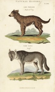狗和狼 - 牧羊犬，Canis familiaris，和狼，Canis lupus。手绘铜版画，出自约翰-梅森-古德的《新百科全书》（Pantologia），G. Kearsley，伦敦。 作者 西德纳姆·泰斯特·爱德华兹
