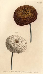 双重毛茛品种，波斯毛茛，Ranunculus asiaticus。F. Sansom的手绘铜版画，是Sydenham Edwards为William Curtis在兰贝斯植物园的植物学讲座所做的植物学插图。 作者 西德纳姆·泰斯特·爱德华兹