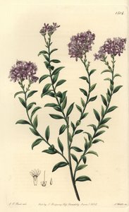 Gill博士的Selago，Selago gillii。S. Watts根据J.T. Hart的插图进行的手绘铜版画，出自Sydenham Edwards的《植物志》，伦敦Ridgeway。 作者 西德纳姆·泰斯特·爱德华兹