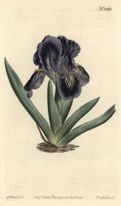 矮生鸢尾花 - Iris x binata（紫蓝色的矮生旗，Iris pumila var. violacea）。F. Sansom Jr.根据Sydenham Edwards的插图进行的手绘铜版画，出自William Curtis的植物学杂志，T. Curtis，伦敦 作者 西德纳姆·泰斯特·爱德华兹