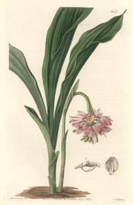 大地兰，原产于斯里兰卡--S. Watts Strong Water，来自Sarah Anne Drake的插图（1803年），来自《植物志》。 作者 西德纳姆·泰斯特·爱德华兹