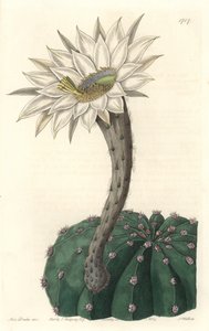 Echinocactus eyriesii，开花仙人掌，原产于墨西哥--S. Watts根据Sarah Anne Drake（1803-1857）的插图制作的强水，来自《植物志》。 作者 西德纳姆·泰斯特·爱德华兹