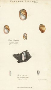 弹性鼓膜，Bulla resiliens，和苍白或圆柱形的鼓膜，Bulla pallida。根据Sydenham Edwards的手绘铜版画，出自John Mason Good的Pantologia，新百科全书，G. Kearsley，伦敦 作者 西德纳姆·泰斯特·爱德华兹
