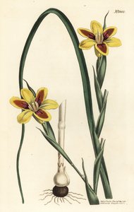 优雅的moraea，Moraea elegans（Moraea spicata）。F. Sansom Jr.根据Sydenham Edwards的插图进行的手绘铜版画，出自William Curtis的植物学杂志，T. Curtis，伦敦 作者 西德纳姆·泰斯特·爱德华兹