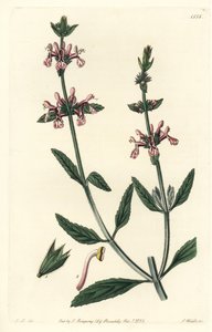 Epiary - White-stemmed stachys, Stachys albicaulis.S. Watts根据John Lindley的插图进行的手绘铜版画，出自伦敦Ridgeway的Sydenham Edwards《植物志》。 作者 西德纳姆·泰斯特·爱德华兹