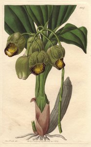 附生兰花，淡黄色catasetum，原产于巴西--S.Watts根据Sarah Anne Drake（1803-1857）的插图创作的Water forte，出自《植物志》。 作者 西德纳姆·泰斯特·爱德华兹