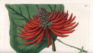 热带红花树Erythrina variete--由S.Watts雕刻，出自Sarah Anne Drake（1803-1857）的插图，出自英国Sydenham Edwards（1768-1819）的植物学名册。 作者 西德纳姆·泰斯特·爱德华兹